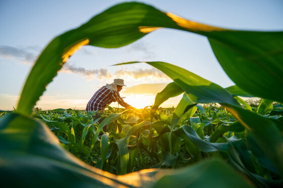 Maisfarmer in der Natur